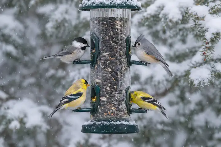 Black-capped chickadee, tufted titmouse and two American goldfinches feeding at a tube bird feeder in a snowy backyard